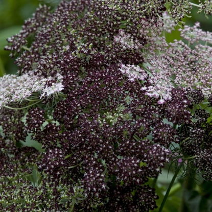 Picture of Daucus - Carota Dara